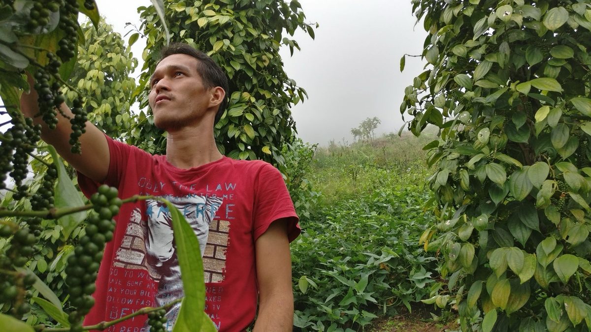 Lada Mupoh – Sarawak White Pepper/ 砂拉越白胡椒 65g
