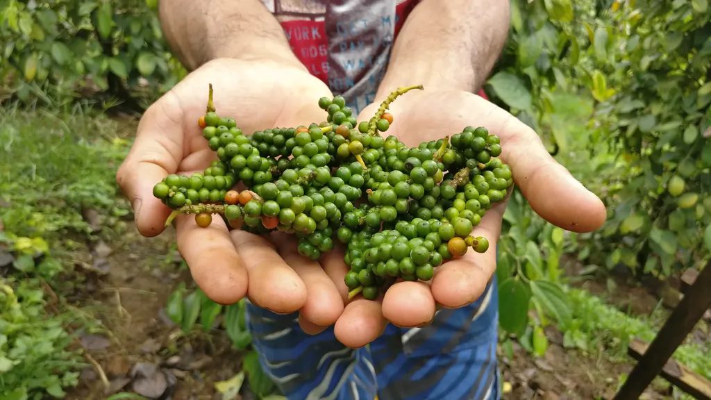 Lada Mupoh – Sarawak White Pepper/ 砂拉越白胡椒 65g