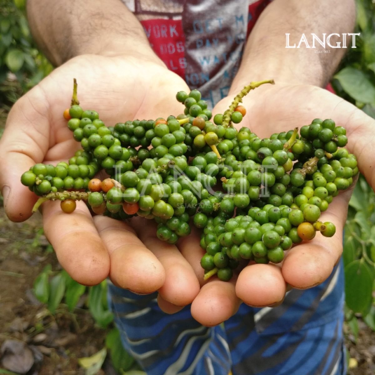 Lada Bihis – Sarawak Black Pepper/ 砂拉越黑胡椒 65g